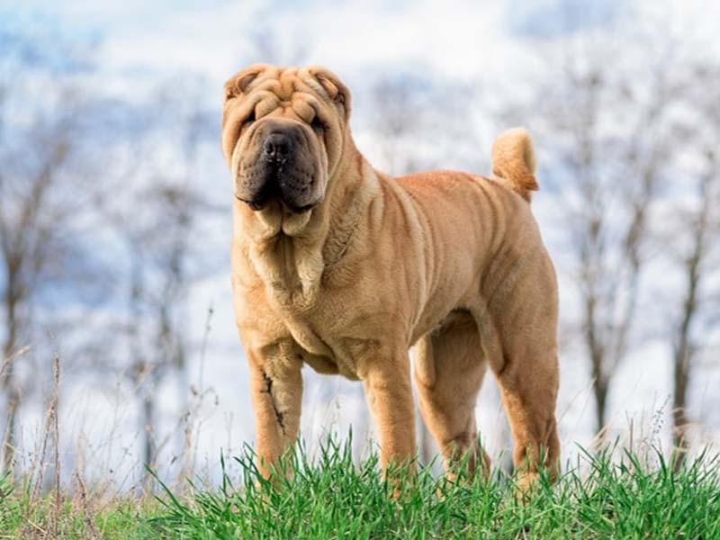 Everything You Wanted To Know About Shar-Pei